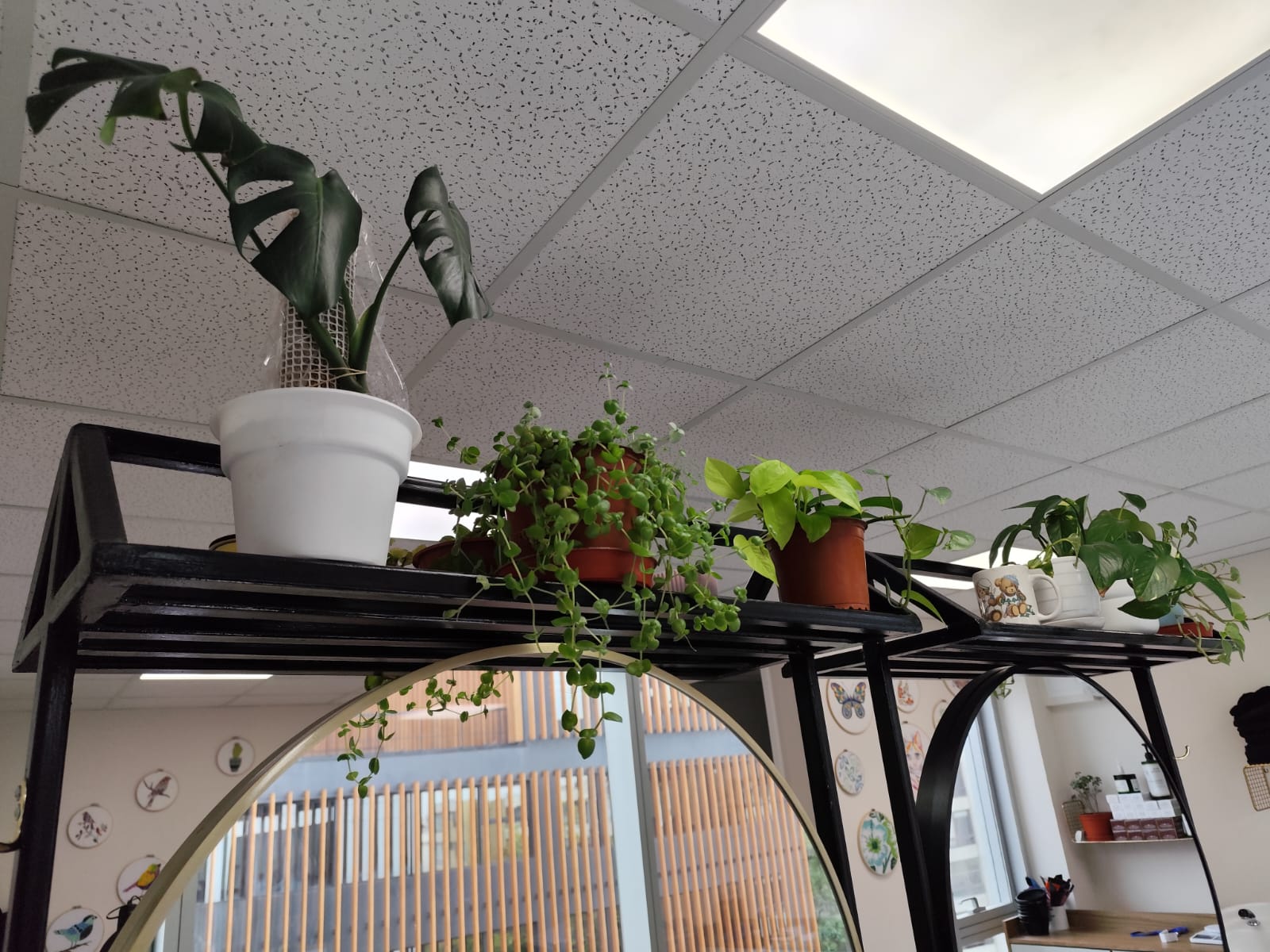Plantas sobre el espejo